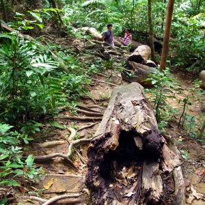 Exploring the forest interiors of Palawan