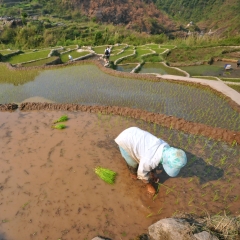 Un agricultor trabaja en las terrazas de arroz en Sagada, Región de la Cordillera