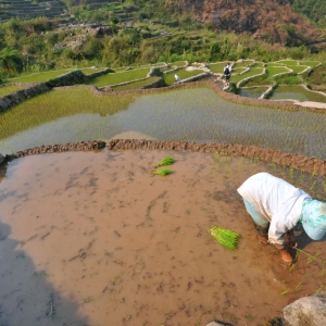 A farmer works the rice paddies in Sagada, Mountain Province