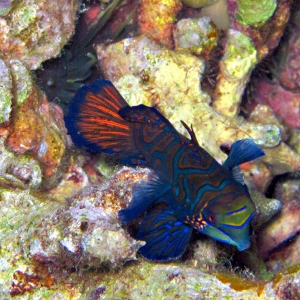 Mandarin fish