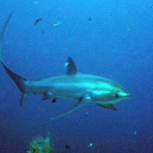 Thresher shark