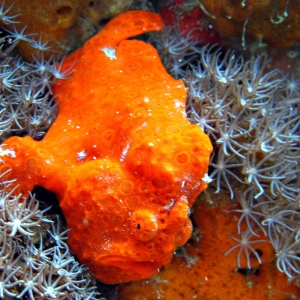 Frogfish