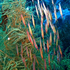 School of razor fish