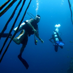Divers in Moalboal