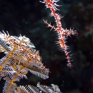 Ghost pipefish