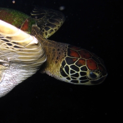 Tortuga verde de mar