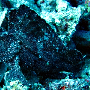 Leaf scorpionfish