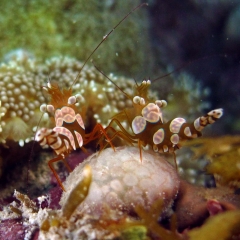 Gamba de anemona (Thor amboinensis)