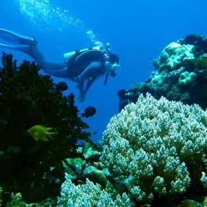 Buceador en la Isla Apo