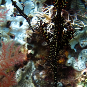 Harlequin ghost pipefish