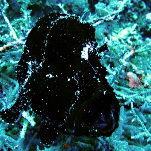 Frogfish