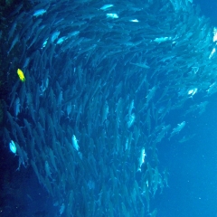 Cardumen de peces carángidos en Balicasag
