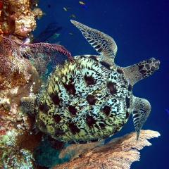 Green sea turtle