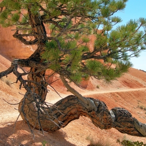 Trail in Bryce Canyon