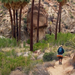 At an oasis in Joshua Tree