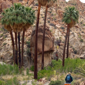 At an oasis in Joshua Tree