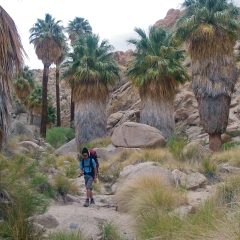 En un oasis en el Parque Nacional de Árboles de Josué