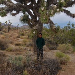 A Joshua tree