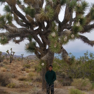 A Joshua tree